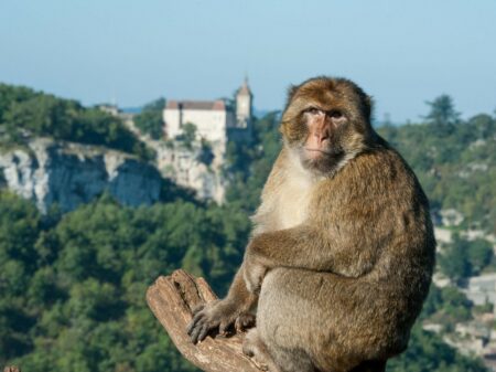 La Forêt des Singes de Rocamadour